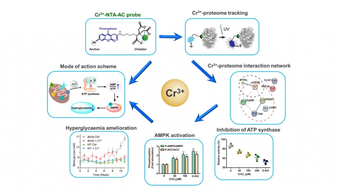 Figure 1. Chromium(Cr3+) fluorescent probes can label Cr(III)-binding proteins specifically in cells (top), Cr(III)-binding proteins are concentrated in the regulation of mitochondrial biological functions (right), and Cr(III) reduces ATP synthase Enzyme activity (bottom right), Cr(III) initiates downstream AMPK pathway (bottom), Cr(III) improves glucose metabolism (bottom left), diagram of Cr(III) mode of action (left).